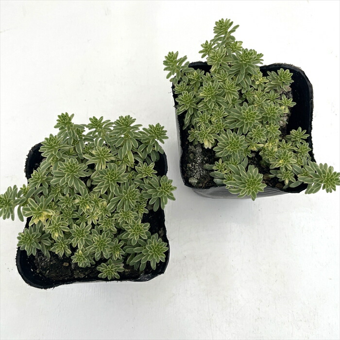 楽天市場】多肉植物 seセダム 斑入りモリムラマンネングサ 多肉植物