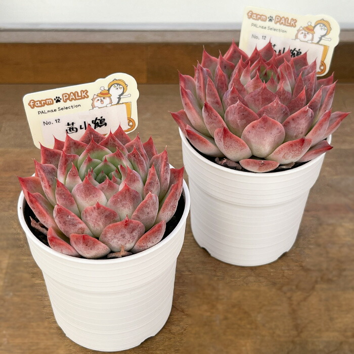 楽天市場】多肉植物 PAL nae セレクション No.012 茜小鶴 多肉植物