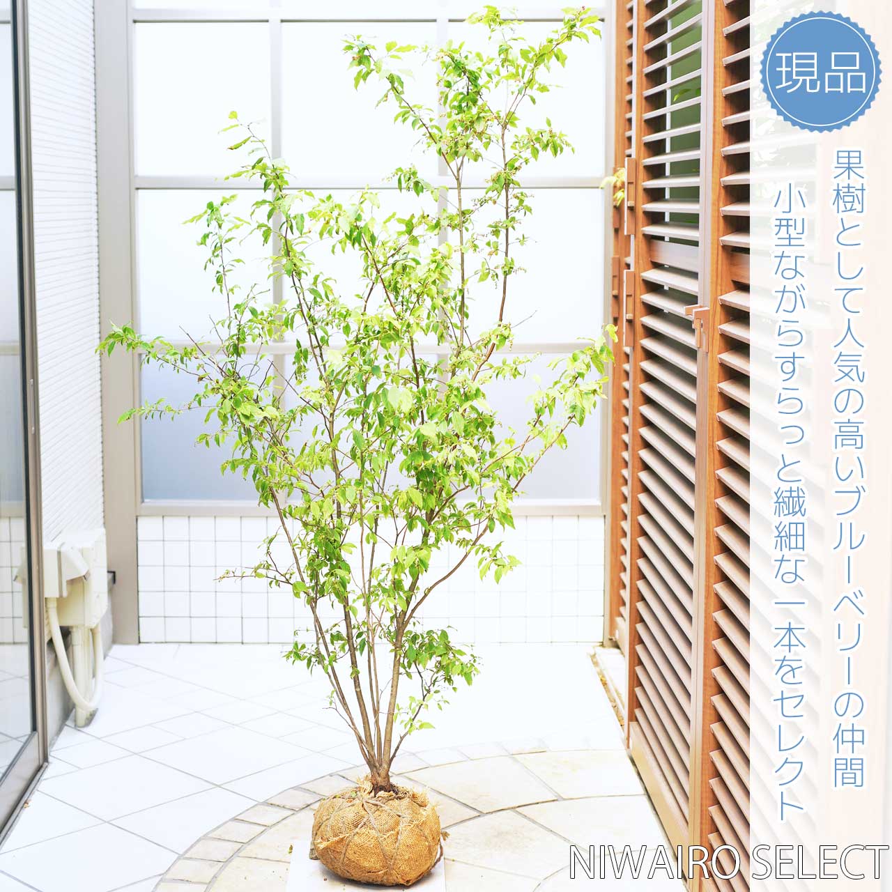 楽天市場】【ナツハゼ】 夏櫨 自然樹形 樹高H≒170 × 枝張W≒100cm