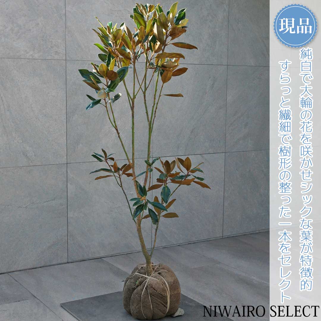 楽天市場】リトルジェム タイサンボクの通販