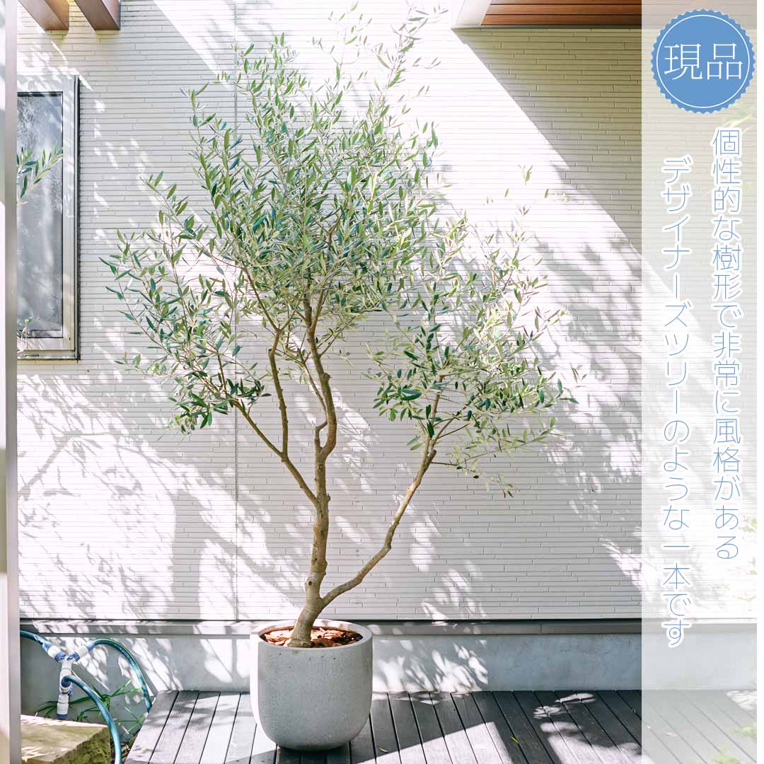 楽天市場】【現品】鉢植え【オリーブの木】ネバディロブランコ 自然風