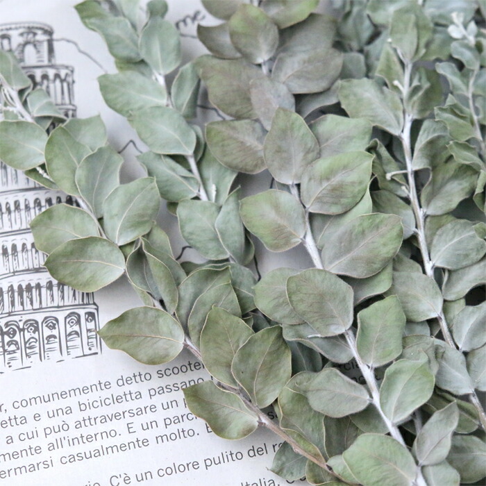 楽天市場】パールアカシア ドライフラワー 10本セット （長さ約20cm