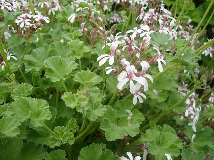 楽天市場】ナツメグゼラニウム ハーブ苗 : 大神ファーム