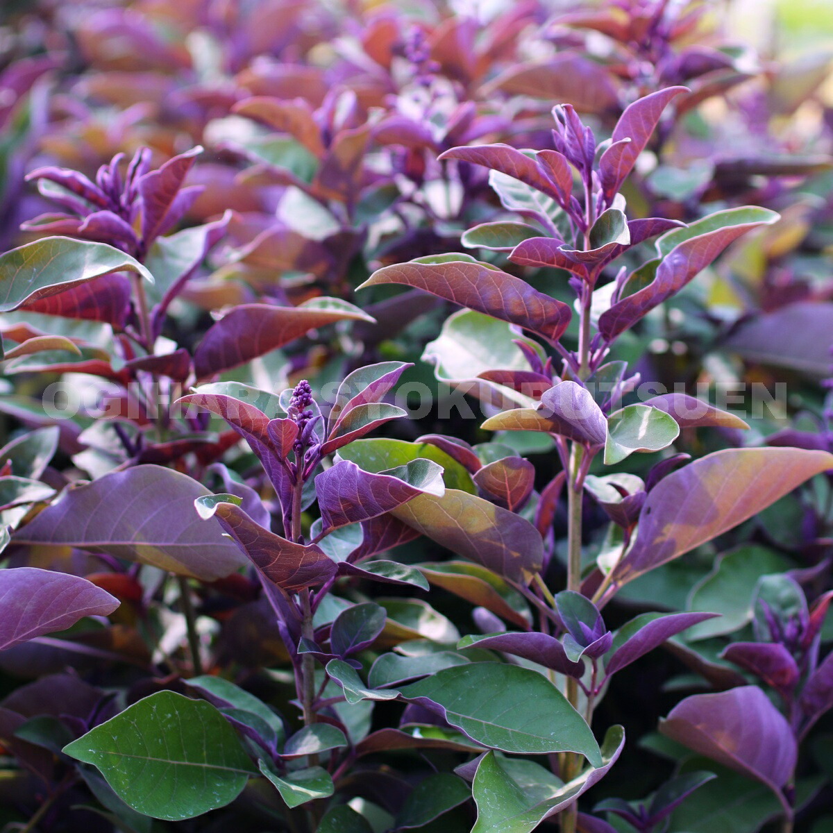 楽天市場】ミツバハマゴウ 'パープレア'（ニンジンボク 'パープレア