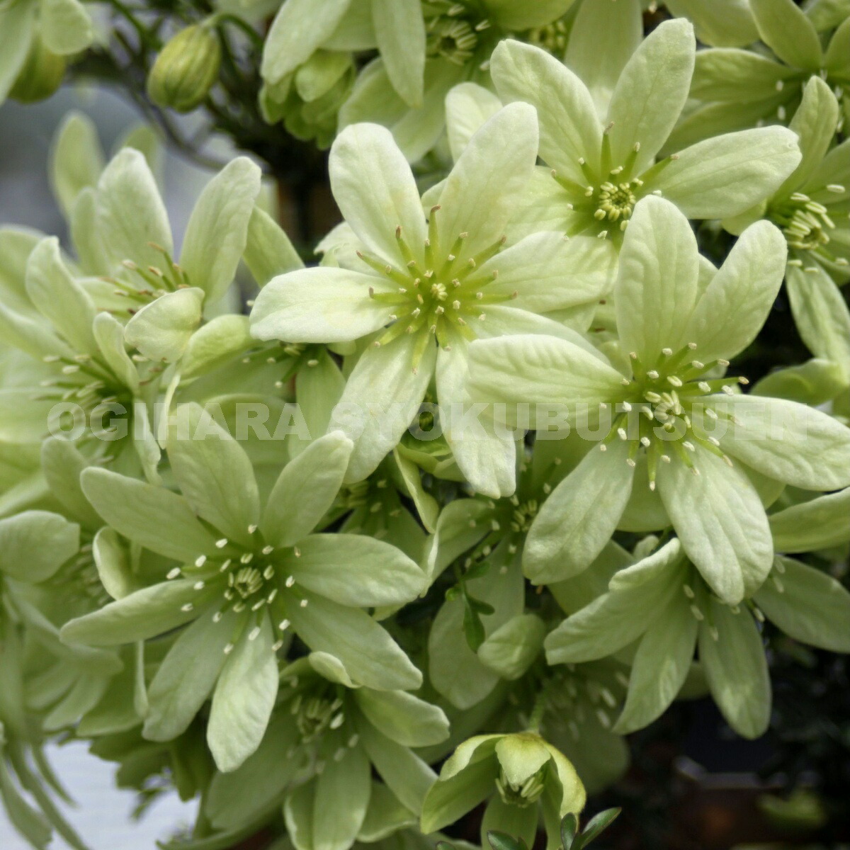 楽天市場】クレマチス 'ピクシー' 1年苗 : おぎはら植物園