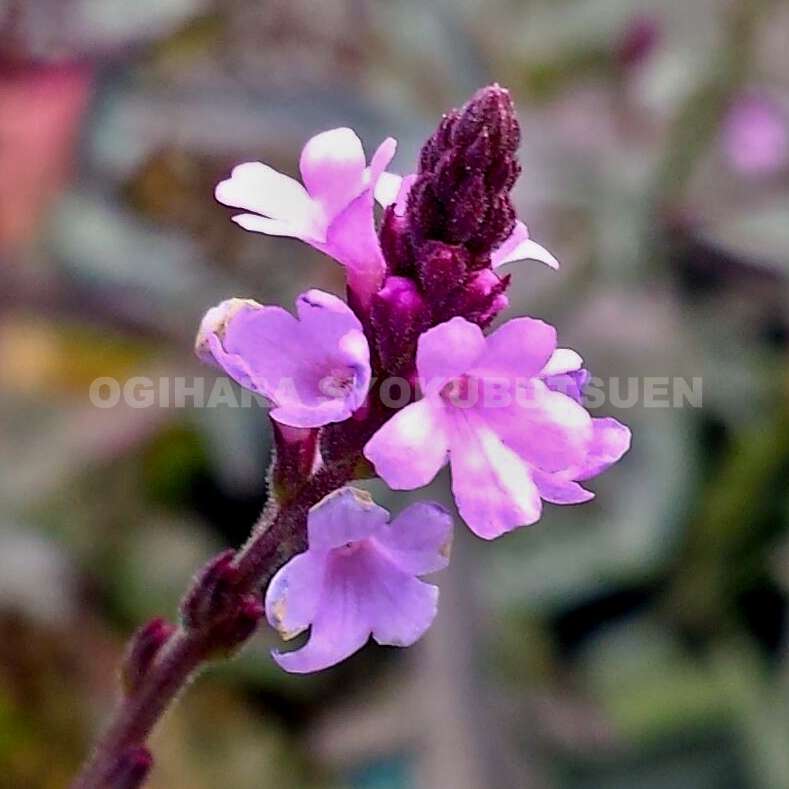 楽天市場】バーベナ 'バンプトン' : おぎはら植物園