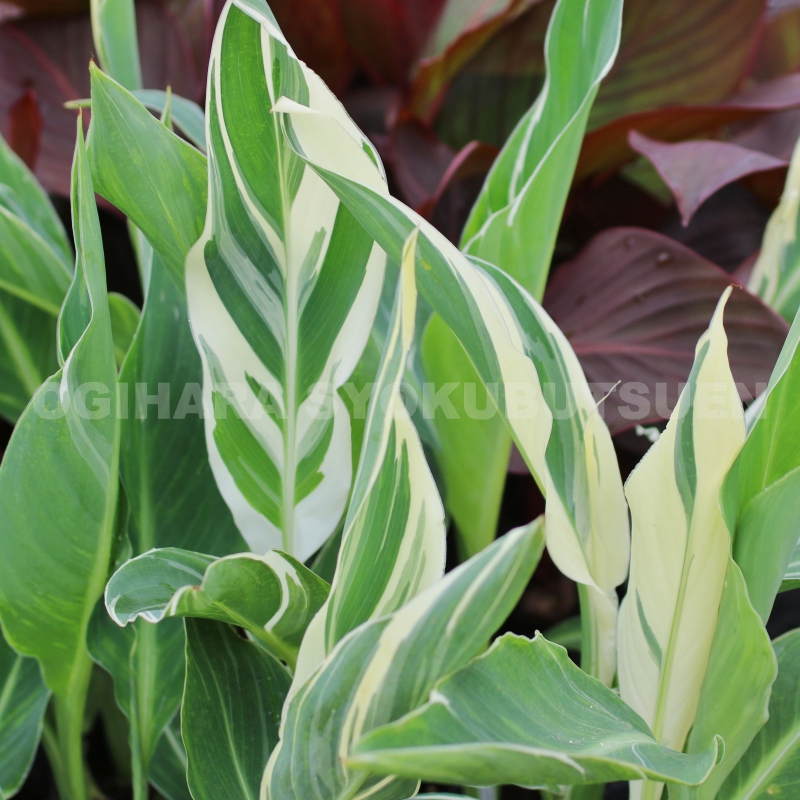 楽天市場】カンナ 'シュトゥットガルト' : おぎはら植物園