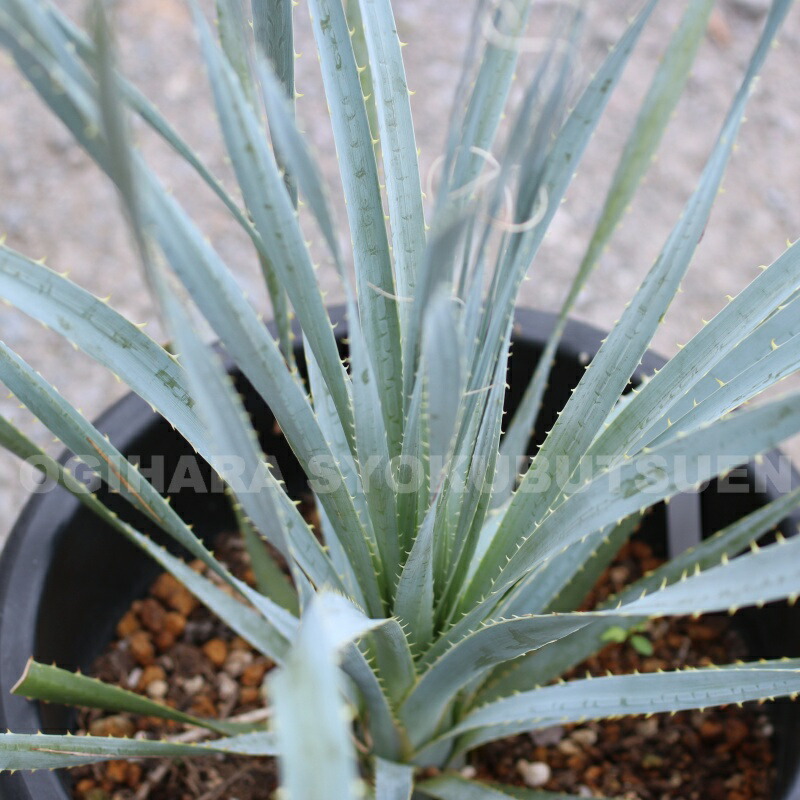 楽天市場】ダシリリオン ウィーレリ : おぎはら植物園