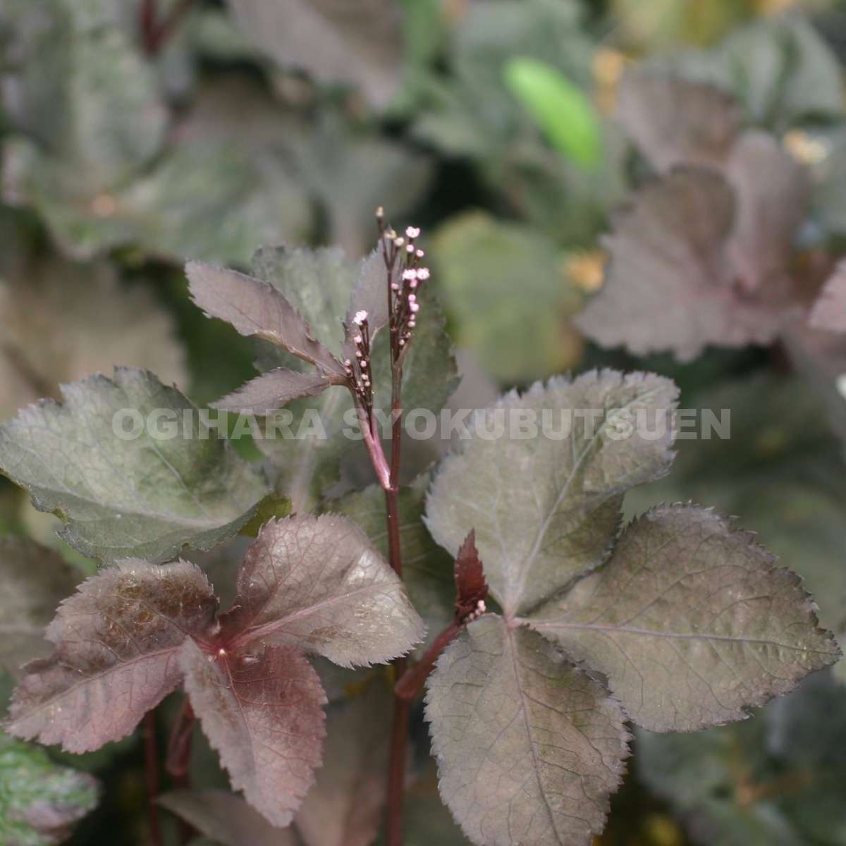 楽天市場】ムラサキミツバ : おぎはら植物園