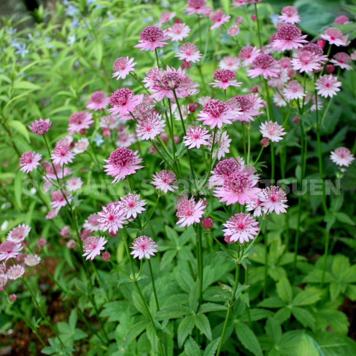 楽天市場】アストランティア 'ローマ' : おぎはら植物園
