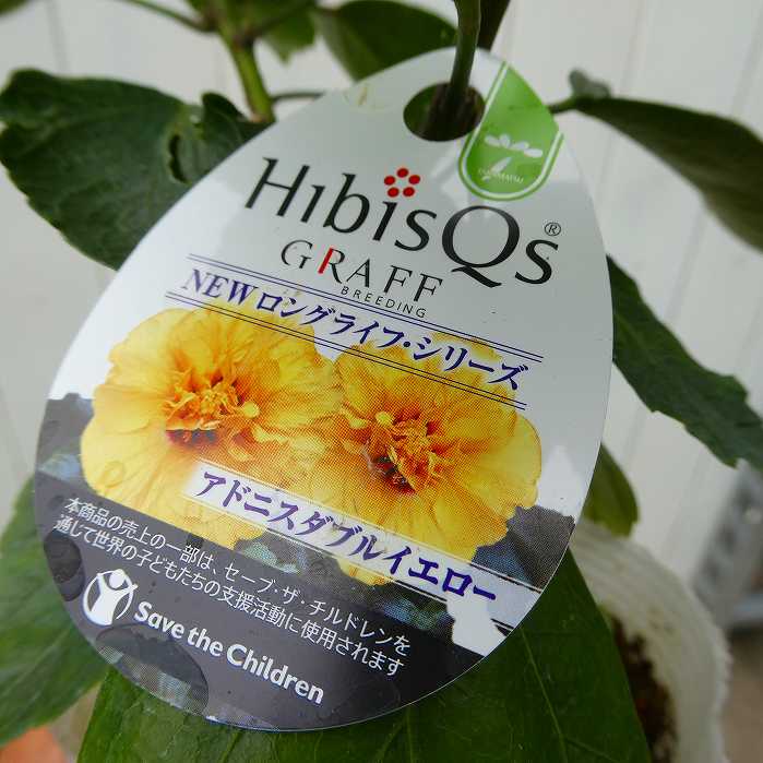 楽天市場】ハイビスカス 苗 3.5号 アドニスダブルイエロー ニュー