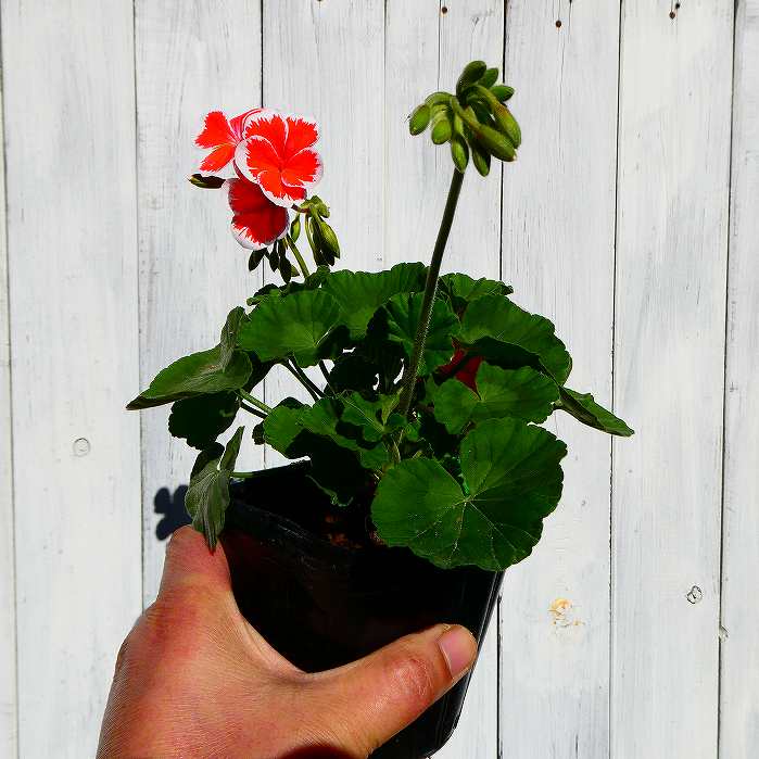 楽天市場】ゼラニウム 苗 ミスターレン 3.5号 ゼラニューム 赤 覆輪 赤