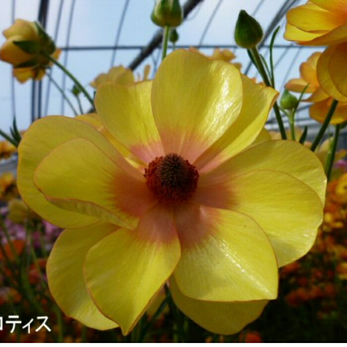 楽天市場】花苗 ラナンキュラス ラックス ロティス 4号ポット 苗 耐寒