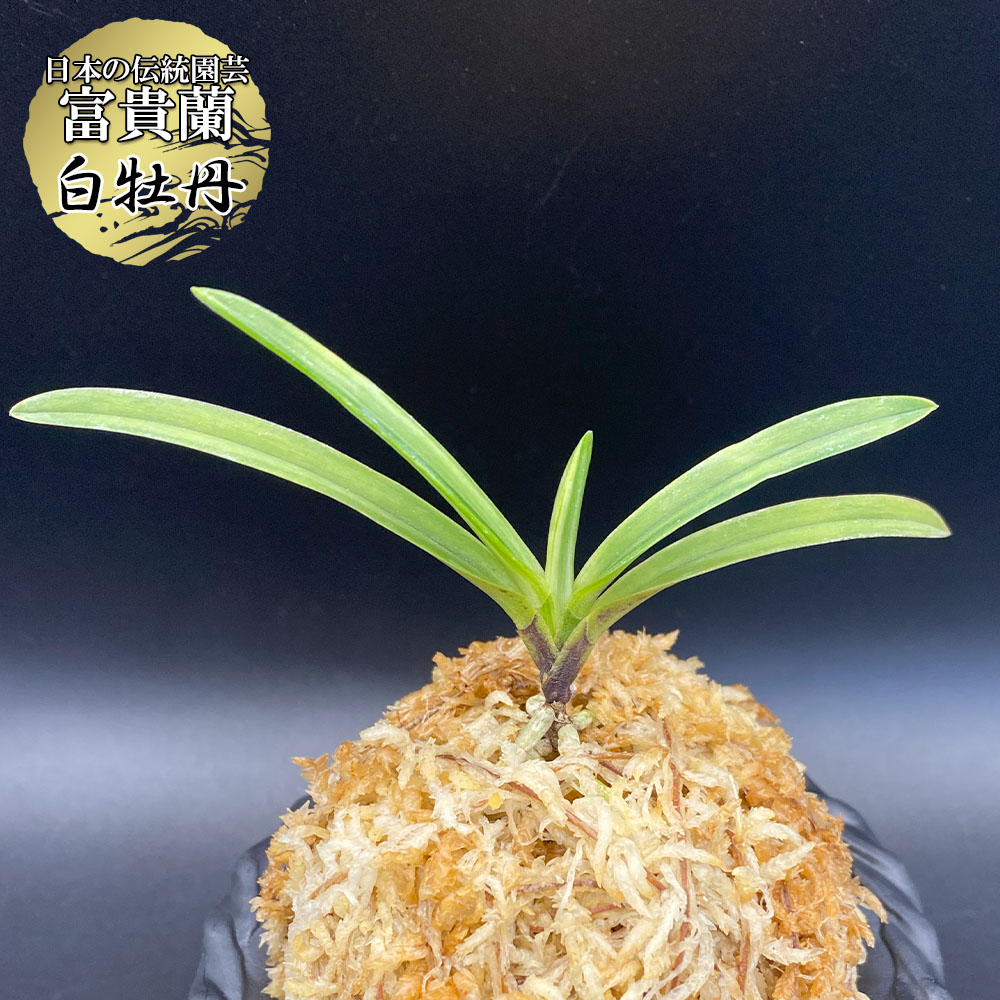 楽天市場】【2個同時購入10％OFFクーポン配布中】 富貴蘭 白牡丹