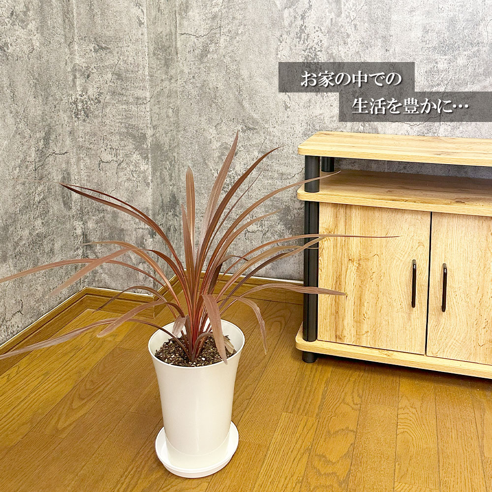 楽天市場】観葉植物 コルジリネ コルディリネ オーストラリス 選べる