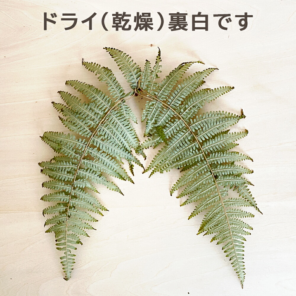 楽天市場】【スーパーSALE限定10%オフ】秀〆 正月飾り 材料 10枚 100枚