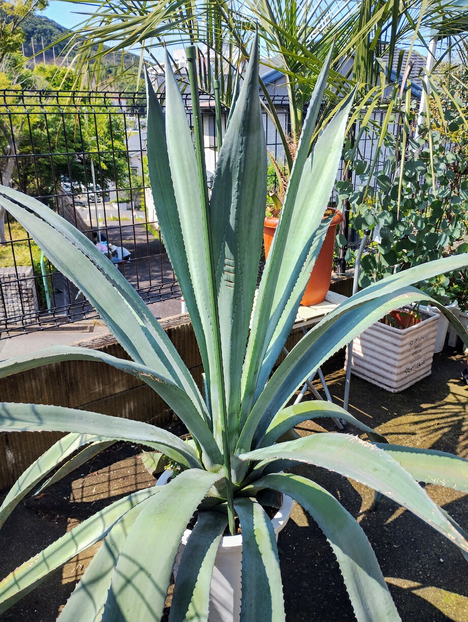楽天市場】アガベ アオノリュウゼツラン 10号（0031） 耐寒性植物
