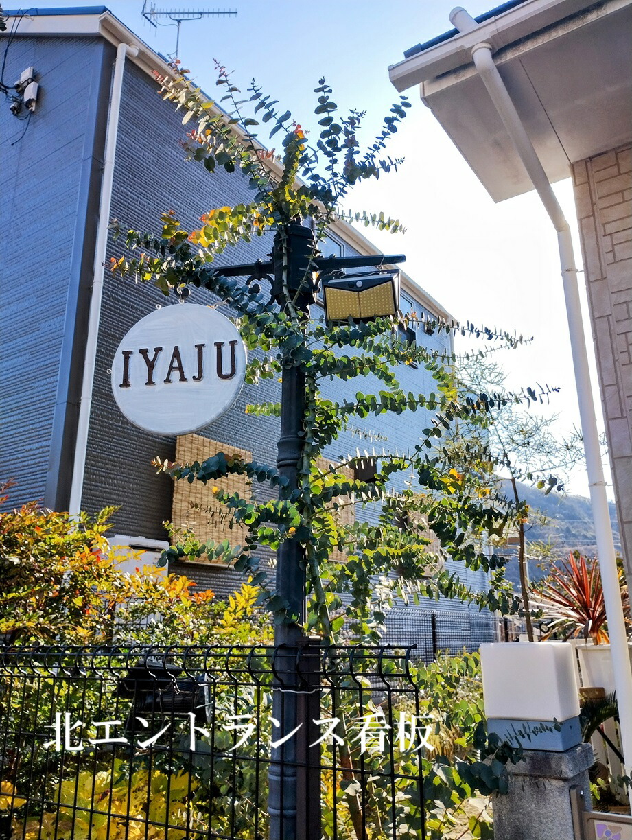 楽天市場】ココスヤシ ヤシの木 10号 耐寒性ヤシ 外構エクステリア