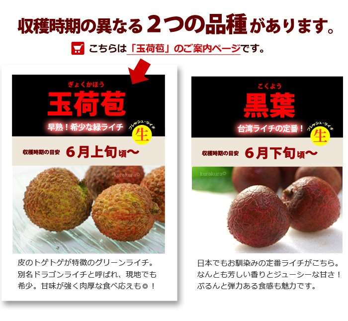 楽天市場】台湾ライチ 玉荷包 (約2kg) 台湾産 玉荷苞 ライチ 生ライチ