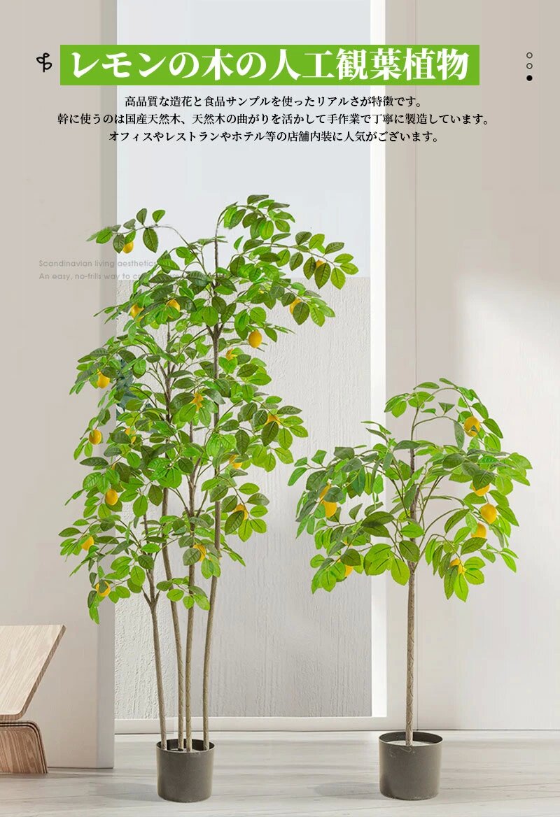 楽天市場】観葉植物 実付レモンの木 レモンの木 レモン 90/120/140/160
