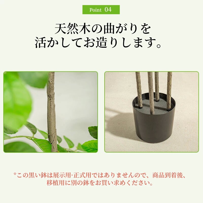 楽天市場】観葉植物 実付レモンの木 レモンの木 レモン 90/120/140/160