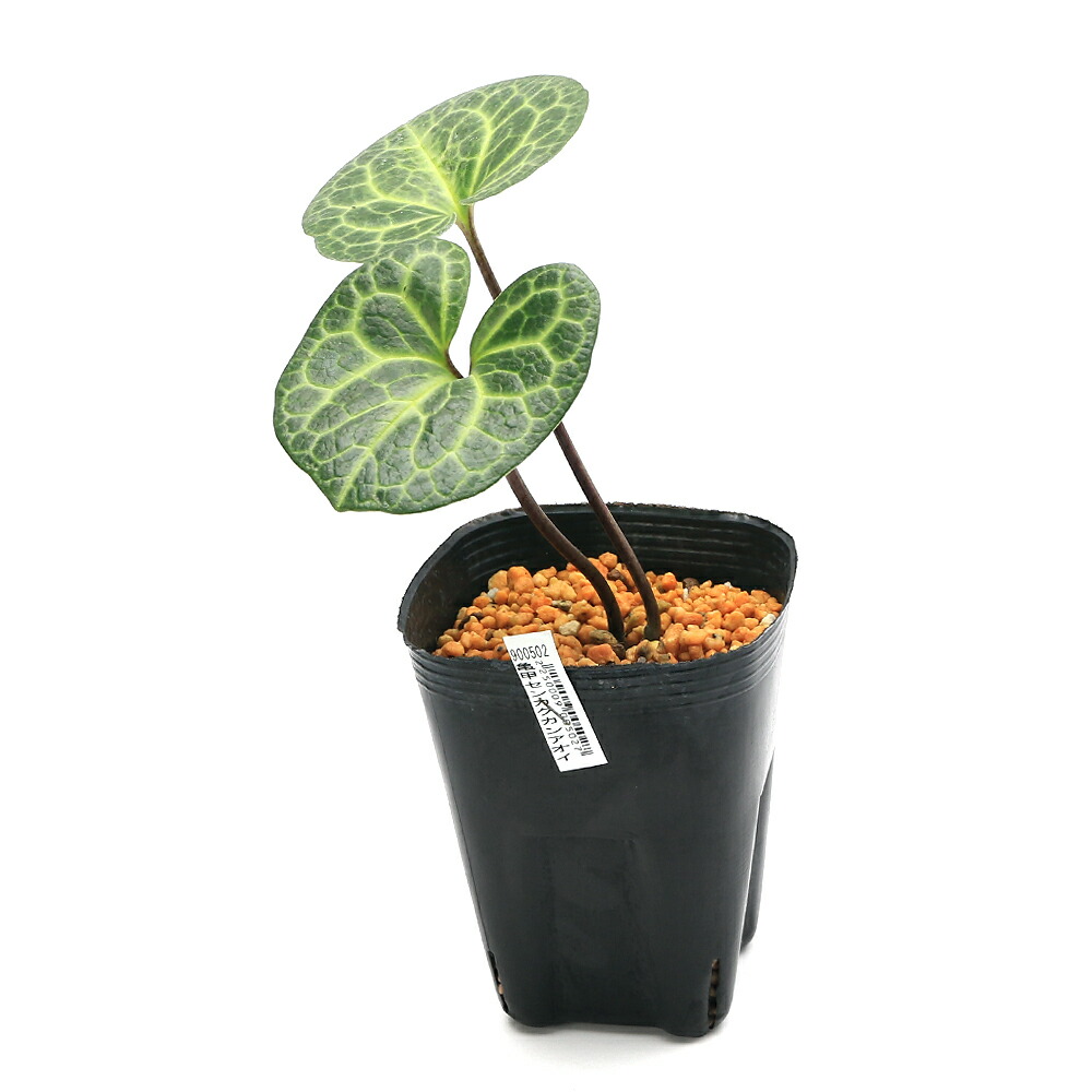 楽天市場】（山野草）カンアオイ（寒葵）亀甲葉 センカクカンアオイ 3