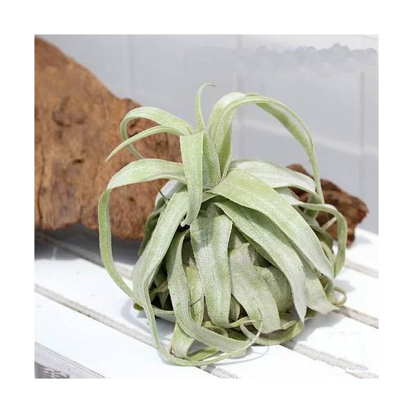 楽天市場】（観葉植物）エアープランツ チランジア ストレプトフィラ