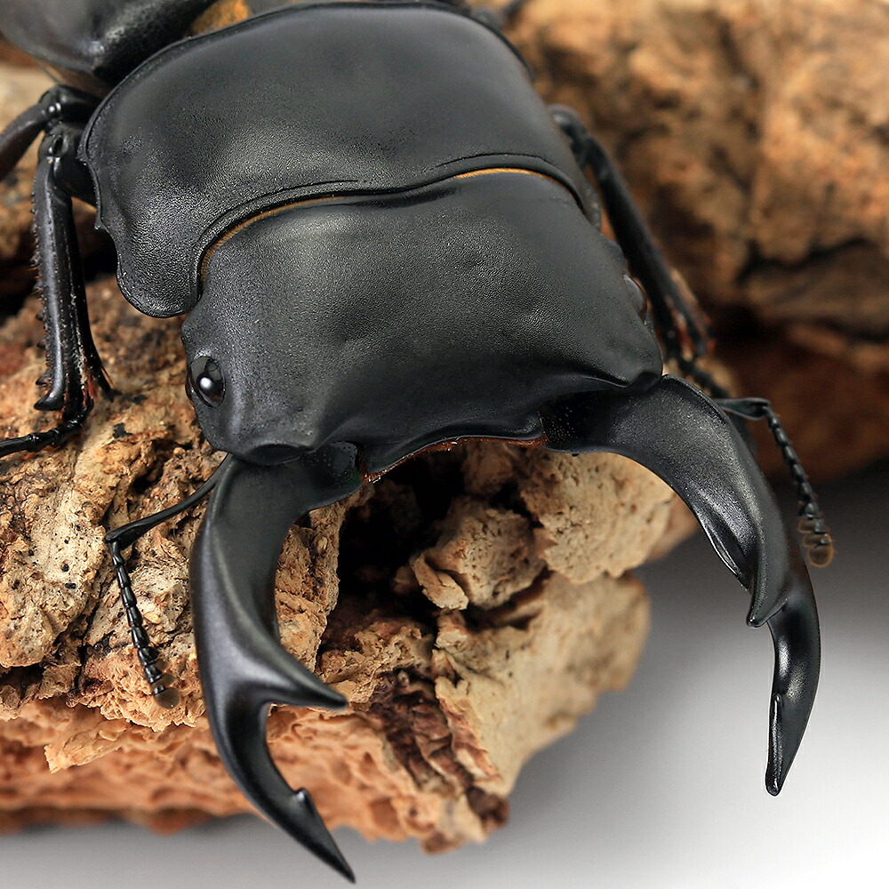 楽天市場】（昆虫）国産オオクワガタ 産地累代数不明 成虫 60