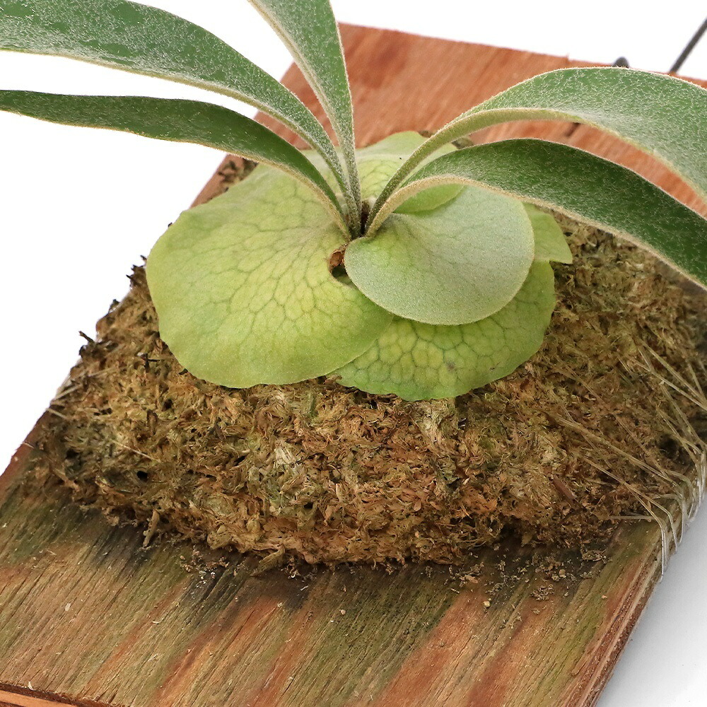 楽天市場】（観葉植物）コウモリラン ビカクシダ ビーチー 板付き 活着