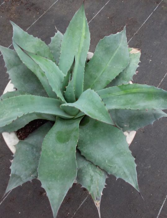 楽天市場】【現品】アガベ オバテイフォリア 斑入り 10号鉢植え A