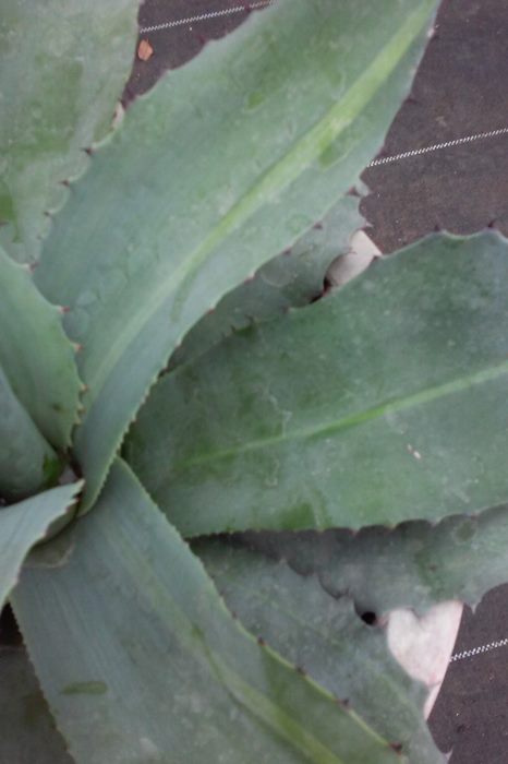 楽天市場】【現品】アガベ オバテイフォリア 斑入り 10号鉢植え A