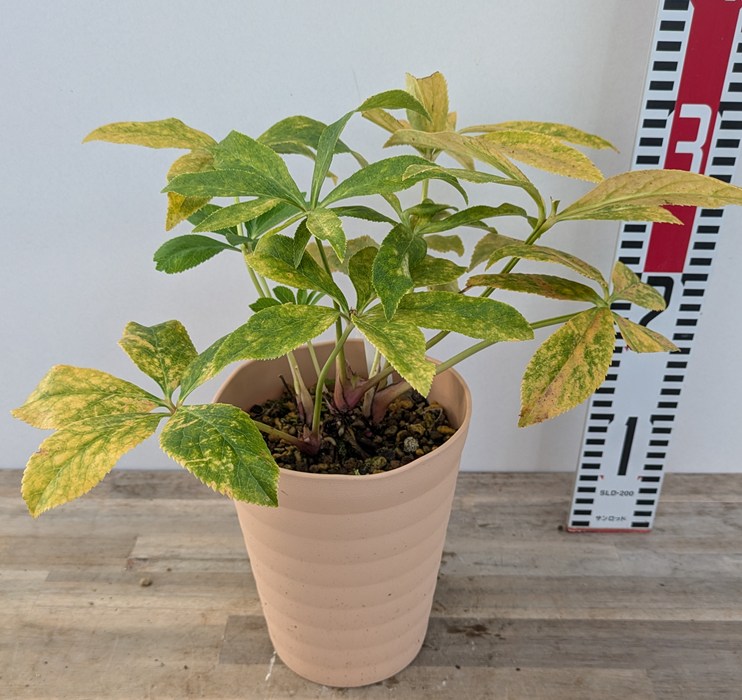 楽天市場】【現品】クリスマスローズ ダブル咲き ゴールドオーレア系 5