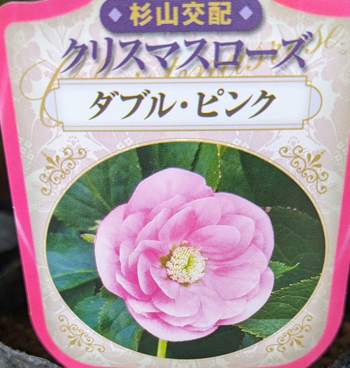 楽天市場】クリスマスローズ 開花見込み株 実生苗 ダブル咲き ピンク 5