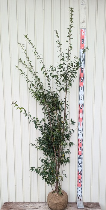 ハイノキ 株立ち」の人気商品一覧 | 安い商品を通販サイトから探す