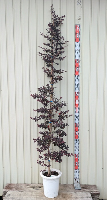 楽天市場】トキワマンサク（常磐万作） 黒美人 苗木 樹高1.7m 8号