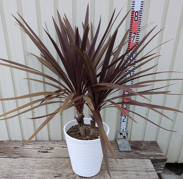 斑入り レッドスター コルジリネ 赤ドラセナ 根巻 44 斑入り レッド