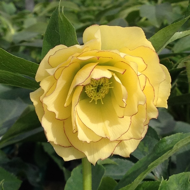 楽天市場】クリスマスローズ 雅シリーズ 陽光（ヨウコウ） 4号【ダブル