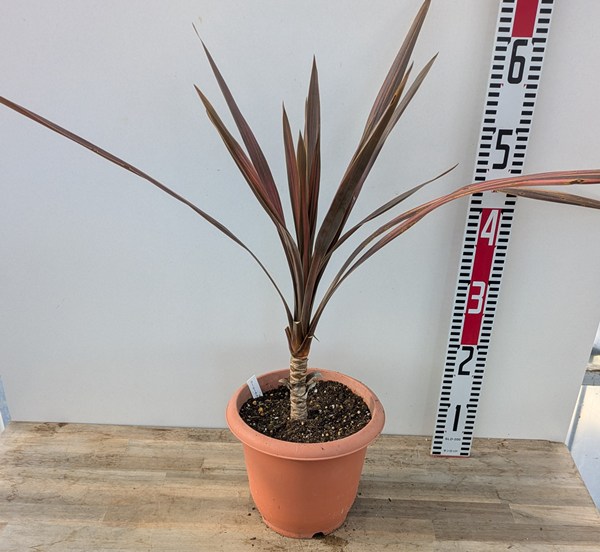 楽天市場】【現品A801】ドラセナ コルジリネ コーヒークラシック 苗木