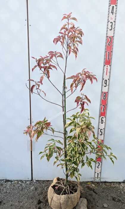 楽天市場】【現品/J638】斑入り常緑山法師（常緑ヤマボウシ） 苗木