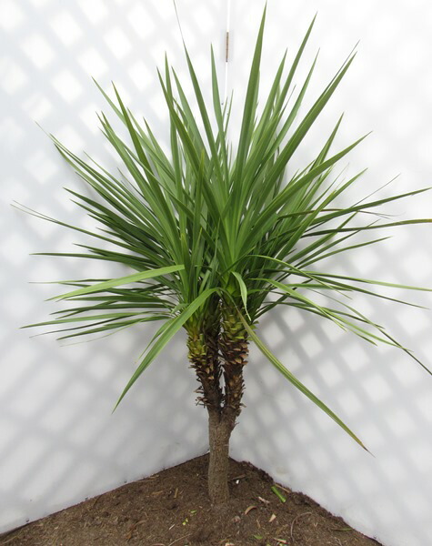 楽天市場】【現品発送】ドラセナ コルジリネ・オーストラリス W80cm×H1