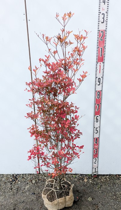 楽天市場】ドウダンツツジ 苗木 樹高90cm《花、紅葉が美しい庭木