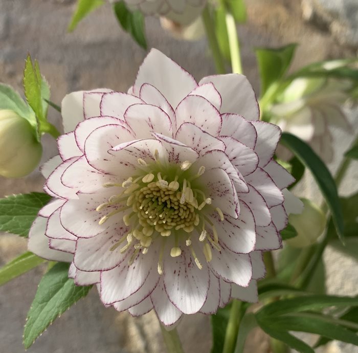 苗 クリスマスローズ 八重」の人気商品一覧 | 安い商品を通販サイト