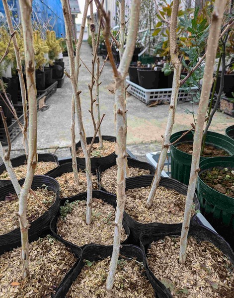 楽天市場】シラカバ(白樺) ジャクモンティー 苗木 樹高.1.2m～1.3m 7