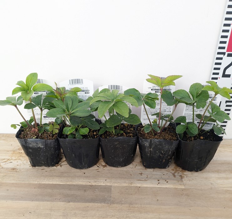 楽天市場】クリスマスローズ 実生苗 一重咲き(シングル咲き) 3号苗 「5