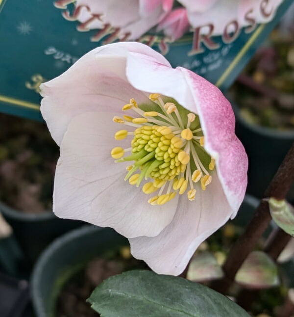 楽天市場】クリスマスローズ ピンクニゲル フルール・ド・ノエル 3年生