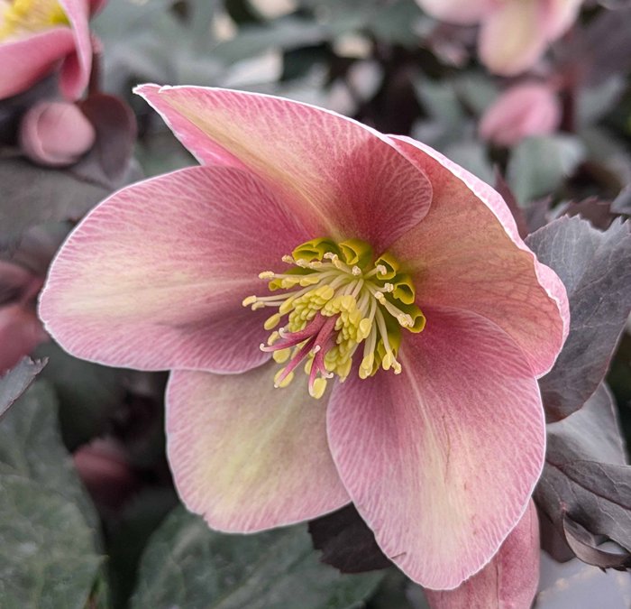 楽天市場】クリスマスローズ ニゲル HGC ピンクフロスト 4.5号苗