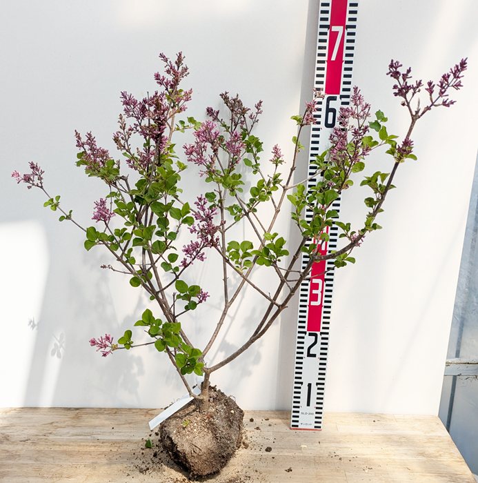 楽天市場】姫ライラック(コンパクトライラック) パリビン 株立ち 苗木