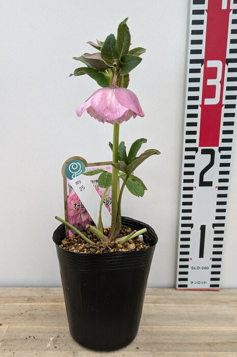 楽天市場】ミヨシのクリスマスローズ オーロラプリマドレス 3.5号苗