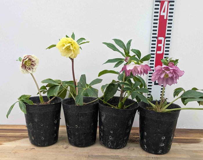 楽天市場】【現品4株セット】クリスマスローズ ダブル咲き 3.5号 4株