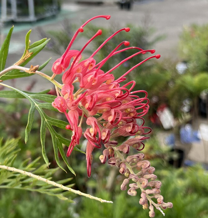 楽天市場】グレビレア ロビンゴードン 6号鉢植え 苗木(y07) : 千草園芸